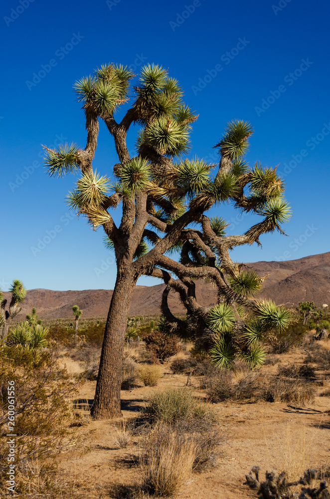A Joshua Tree in the California desert.