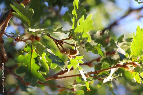 Acorn on the oak branch in the sun
