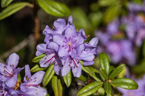 Rhododendron Flowers in Bloom in Springtime photo