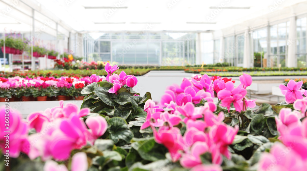 greenhouse background full of cyclamen flower plants, panoramic image with copy space