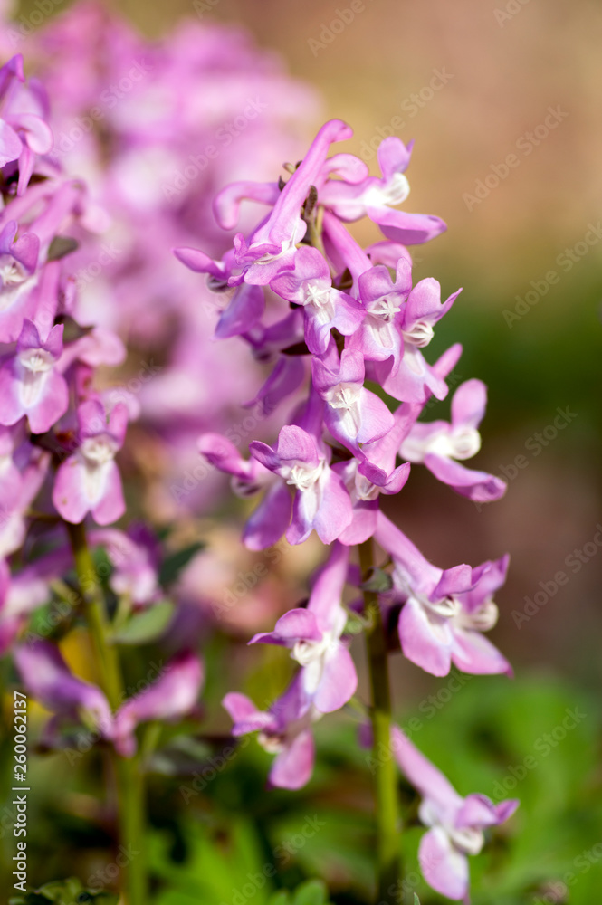 Corydalis cava early spring wild forest flowers in bloom, white violet purple flowering beautiful small plants