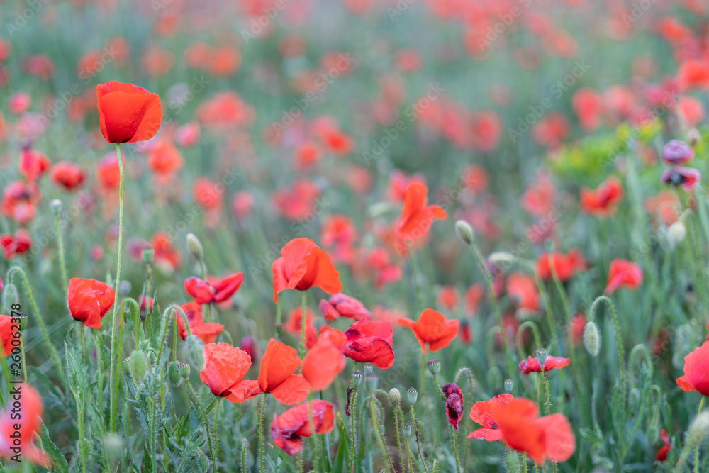 Fototapeta premium field of poppies