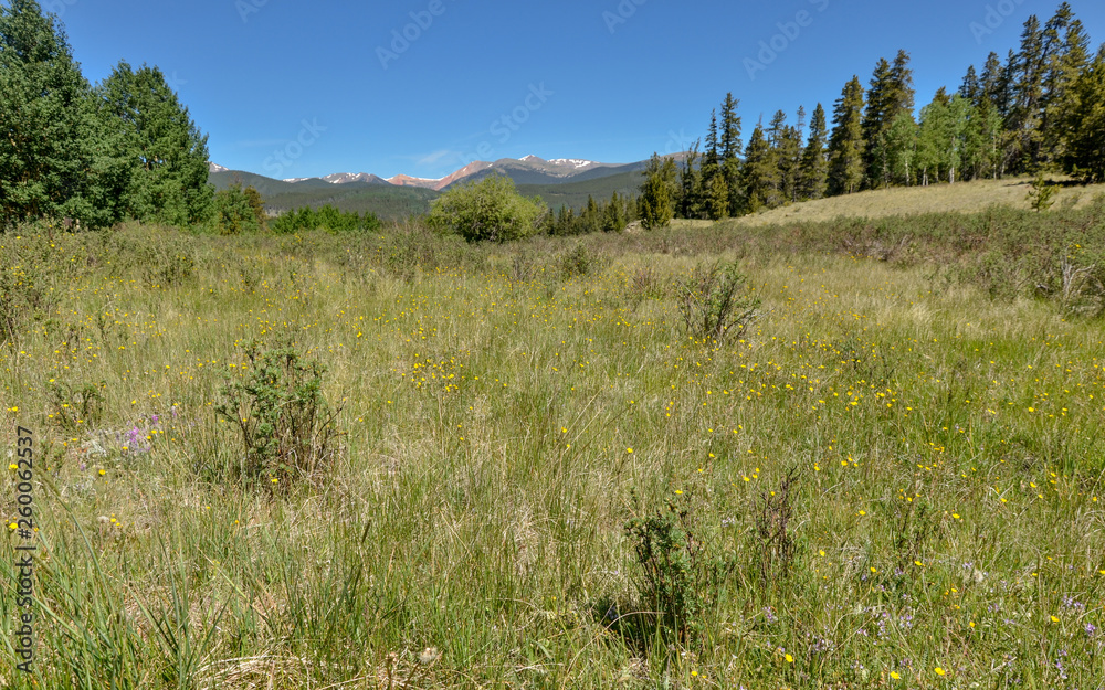 alpine flowers on the meadow at Kenosha Pass in Rocky Mountains (Park County, Colorado)