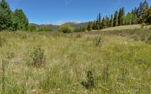 alpine flowers on the meadow at Kenosha Pass in Rocky Mountains (Park County, Colorado)