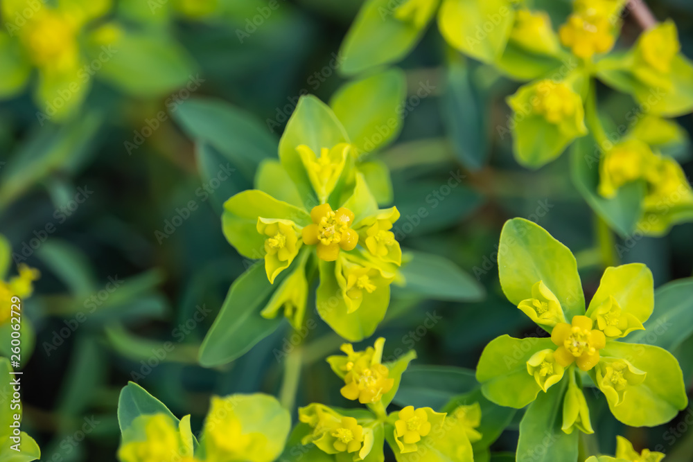 Spiny Spurge Flowers in Bloom in Springtime Spiny Spurge Flowers in Bloom in Springtime