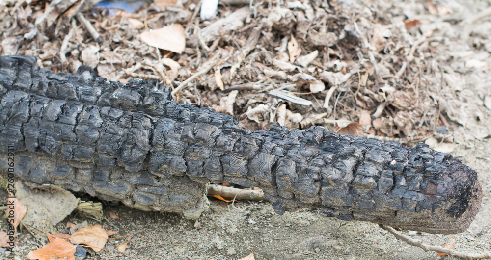 An Image of Burnt Wood