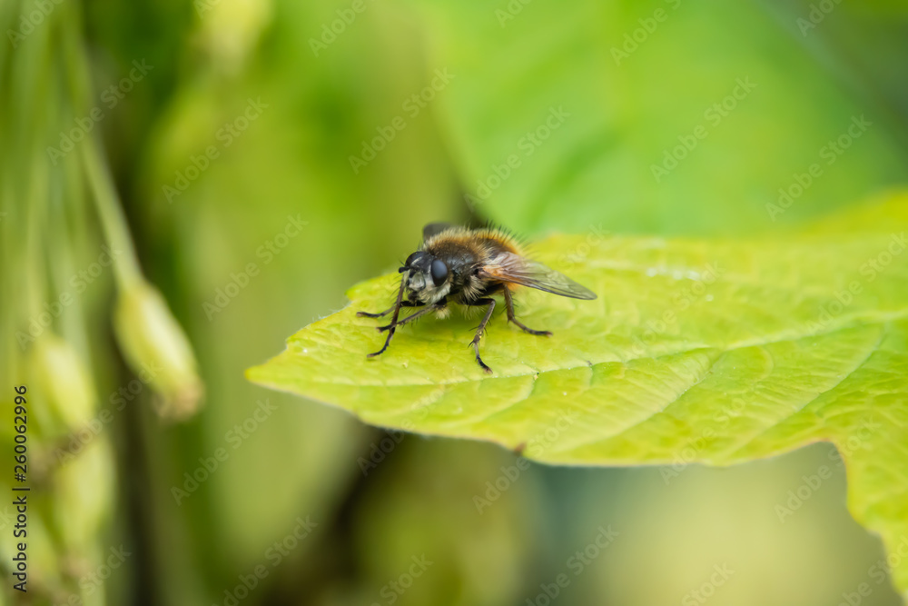 Tachinid Fly on Leaf in Springtime Tachinid Fly on Leaf in Springtime