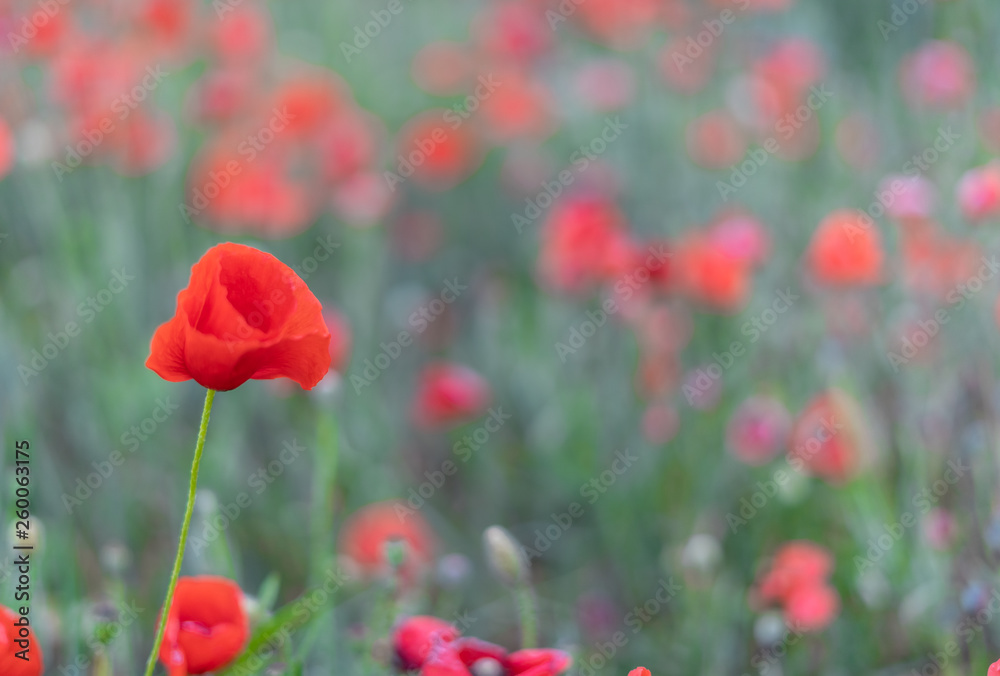Naklejka premium poppy field of poppies