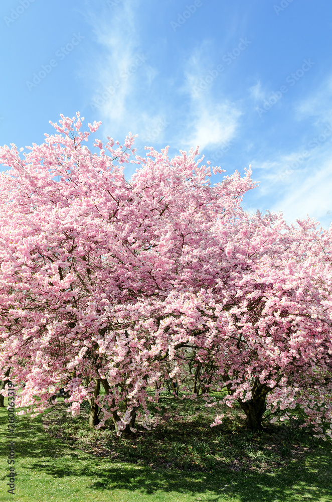 cherry blossom tree in springtime with blue sky