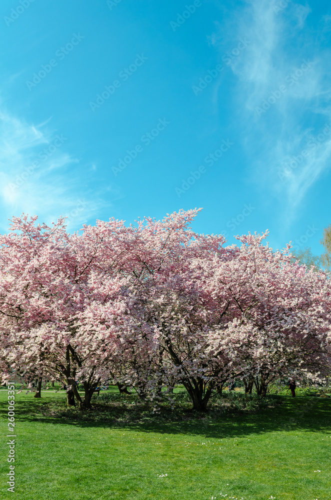 cherry blossom tree in springtime with blue sky