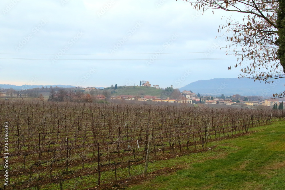 Obraz premium landscapes with vineyards