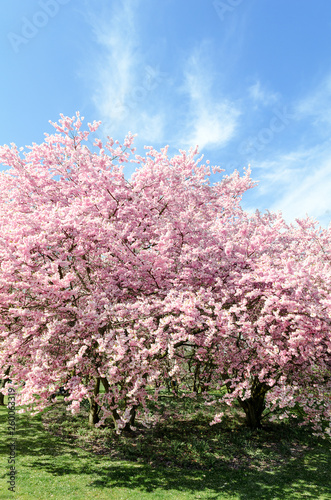 cherry blossom tree in springtime with blue sky