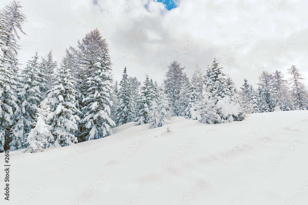 Fototapeta premium abeti imbiancati con neve fresca