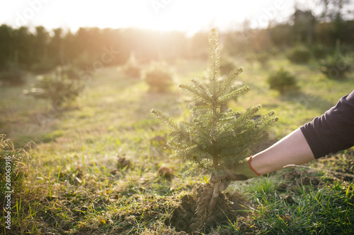 Worker plant a young tree in the garden. Small plantation for a christmas tree. Picea pungens and Abies nordmanniana. Spruce and fir. photo