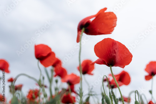 poppy field of red poppies