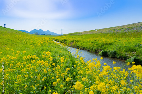 満開の菜の花と春の小川 © あんみつ姫