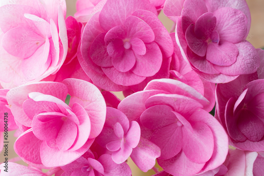 Pink flower. Pink flower.