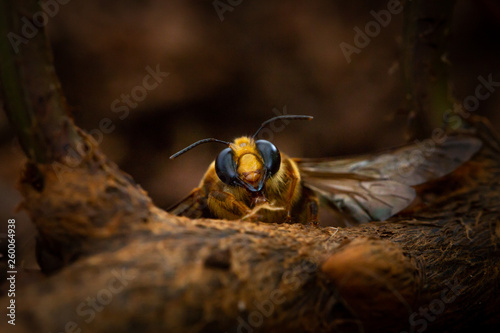 Bee Insect Macro Nature Fly