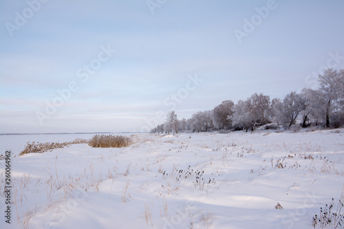 Russian winter Birch in snow