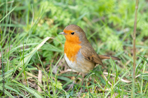 Close up Shot of a European Robin © Ian