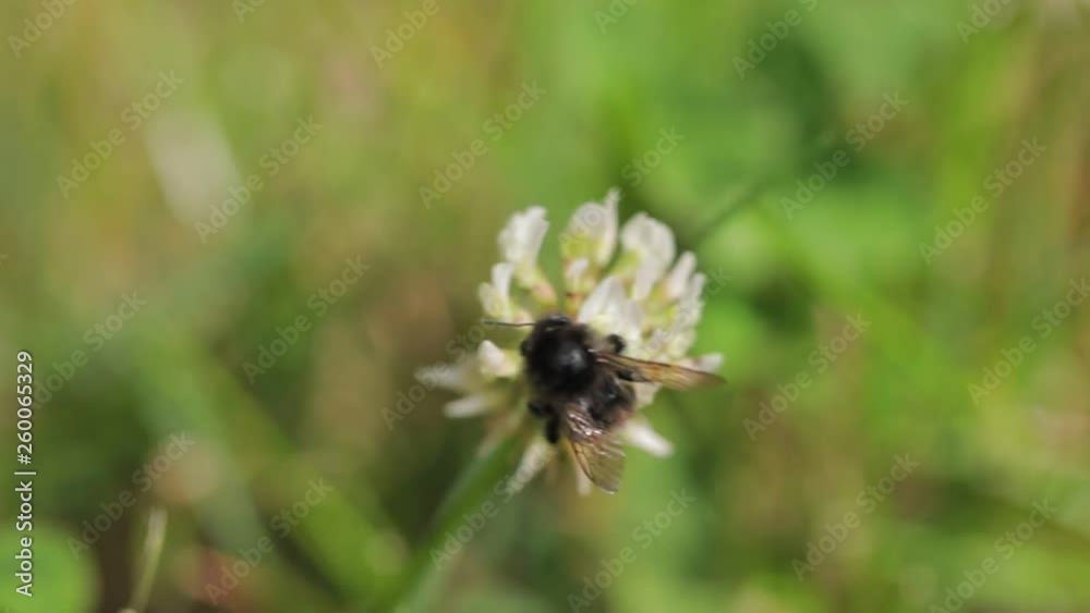 Bees flying to blossoming flower Bees flying to blossoming flower