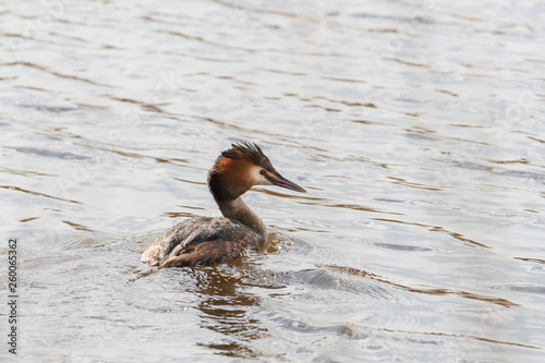 Great Crested Grebe Floating on Water