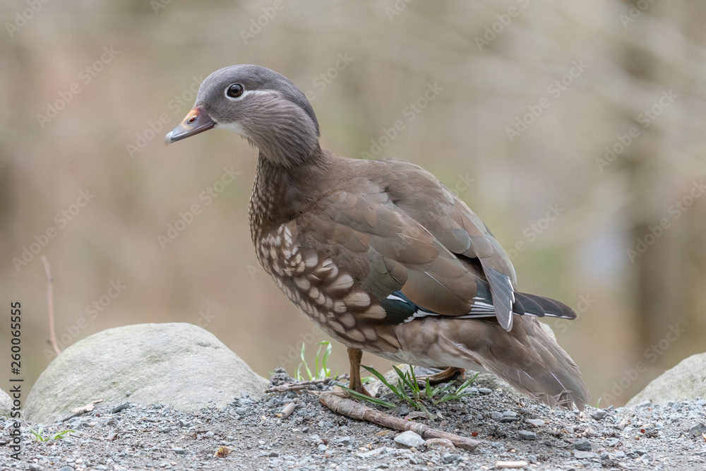 Fototapeta premium Closeup of a Female Mandarin Duck