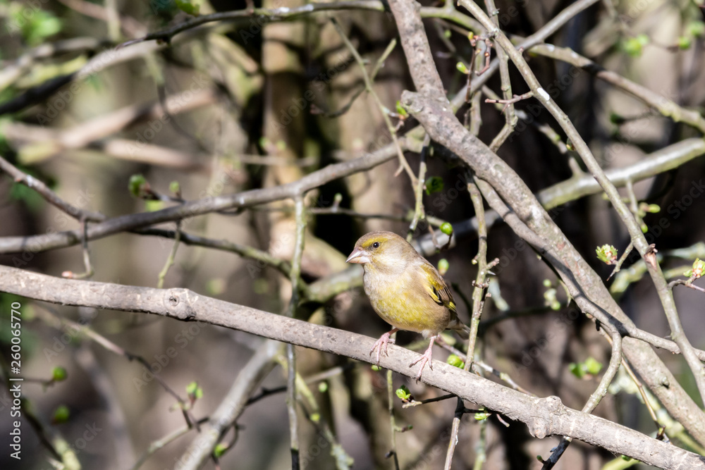 Green Finch Perched on a Branch Green Finch Perched on a Branch