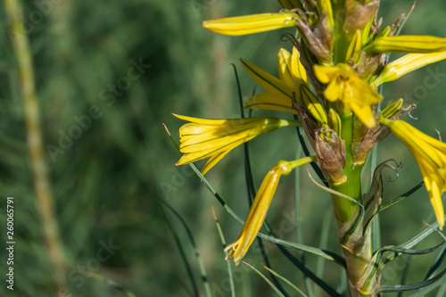 Yellow Asphodel Flowers in Bloom in Springtime