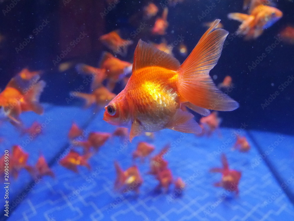 aquarium
