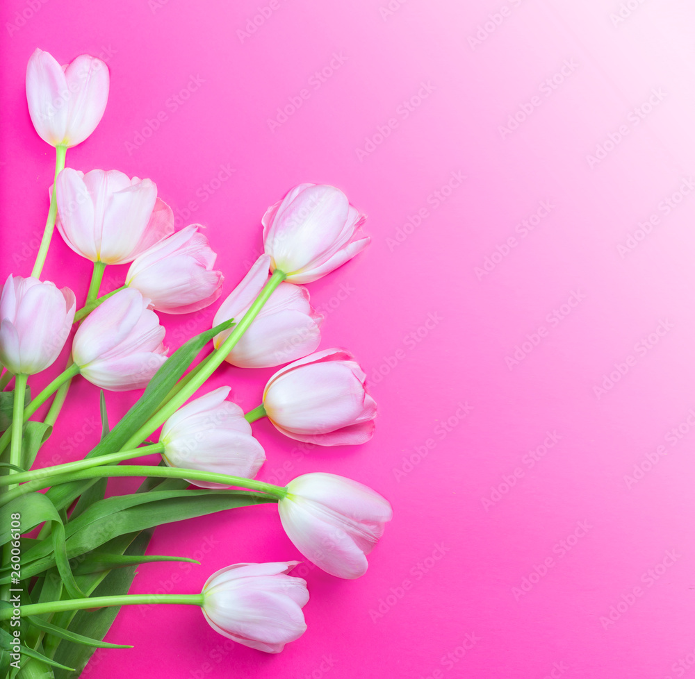 Spring flowers Background with  bunch of pink tulip flowers on colorful backdrop. Copy space.