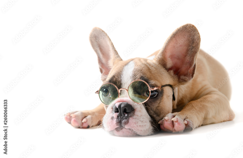 Cute french bulldog wear sunglass and sleeping isolated