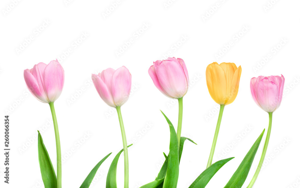 Fresh Spring Tulips Flowers in a row isolated on a white background Fresh Spring Tulips Flowers in a row isolated on a white background