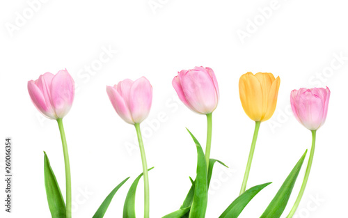 Fresh Spring Tulips Flowers in a row isolated on a white background
