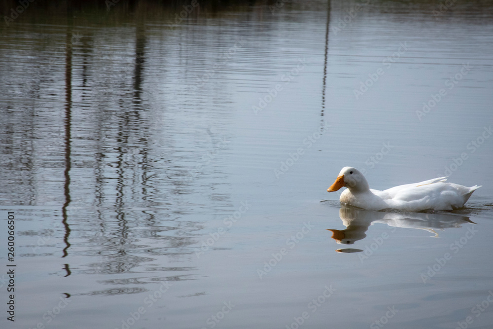 duck duck