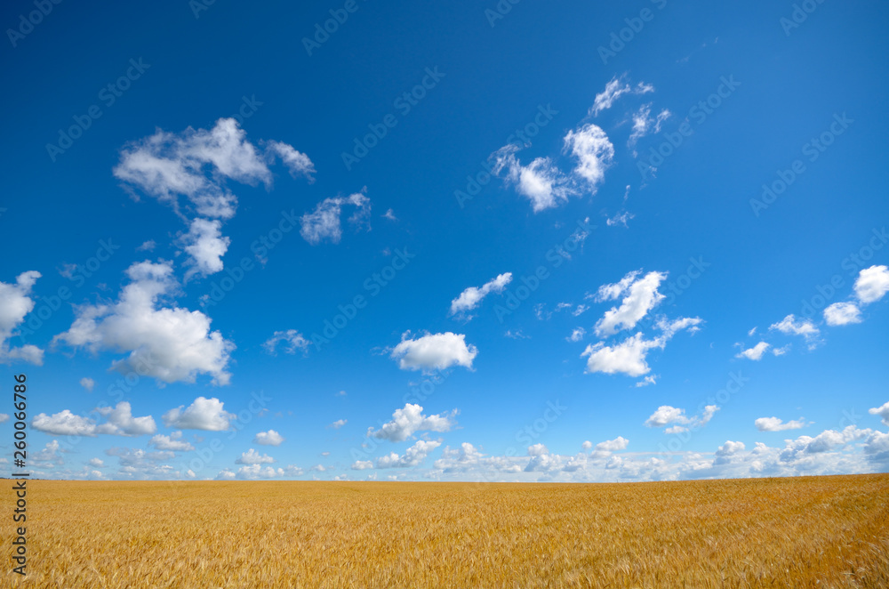 Wheat field summer sunny day under cloudy blue sky