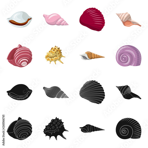 set of sea shells isolated on white background