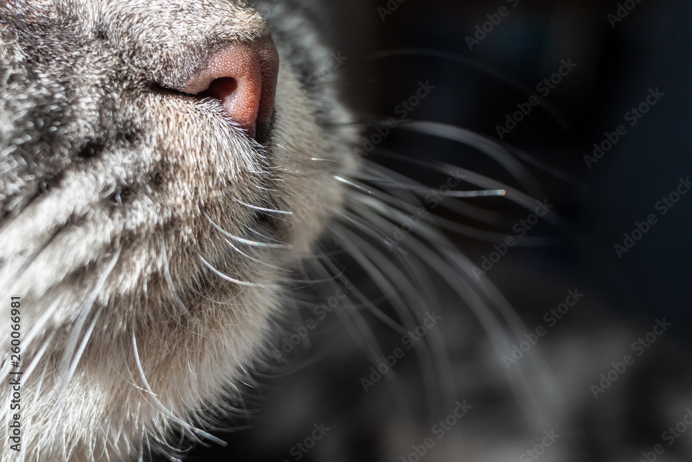 Cat nose close up. Gray cat is on a dark background.