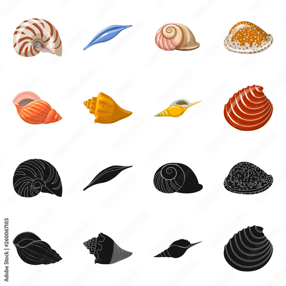 set of sea shells set of sea shells