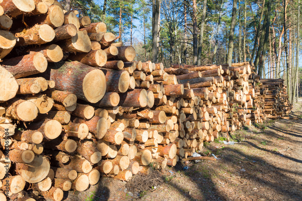Woodpile From sawn pine and spruce logs for forestry Industry