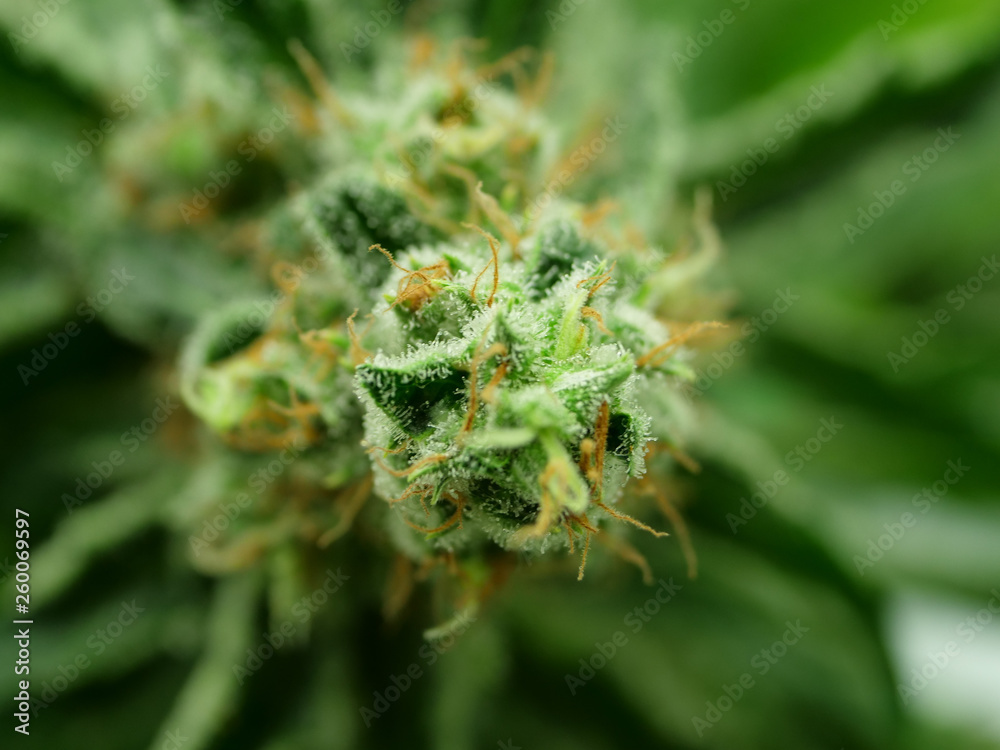 Cannabis, marijuana, master kush hemp bud close up Cannabis, marijuana, master kush hemp bud close up