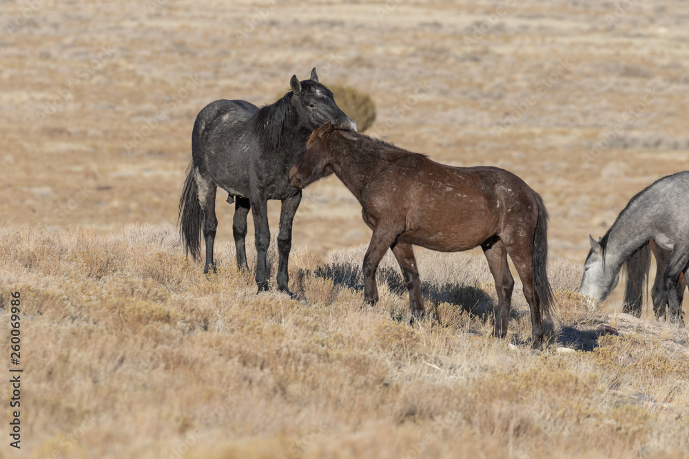 Wild Horses in Utah in WEinter Wild Horses in Utah in WEinter