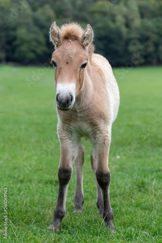 Przewalski horse portrait