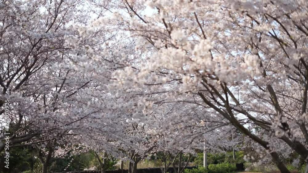 Cherry blossom of the park in spring, Jeju island, South Korea, Asia Cherry blossom of the park in spring, Jeju island, South Korea, Asia