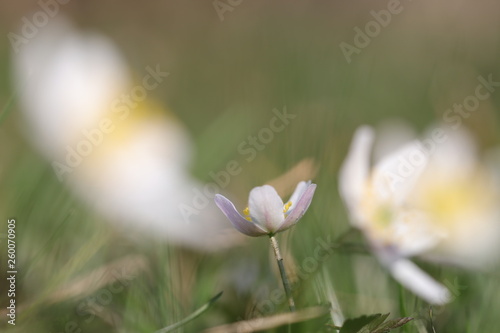white flower in spring