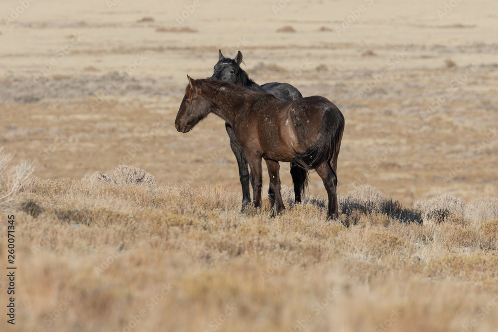 Wild Horses in Utah in WEinter Wild Horses in Utah in WEinter