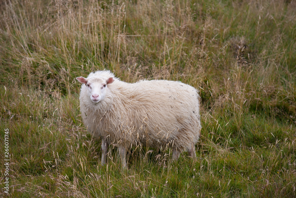Cute big white ram sheep grazing in the field and looking with interest. Cute big white ram sheep grazing in the field and looking with interest.