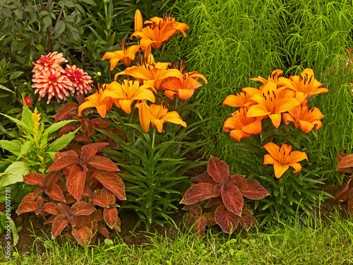 Bild auf Leinwand Close up of a flower border with Dahlias, Lilies and Solenostemon in a country g