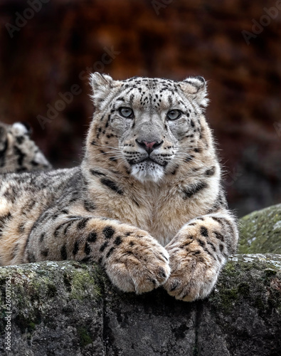 Snow leopard on the rock. Latin name - Uncia uncia 