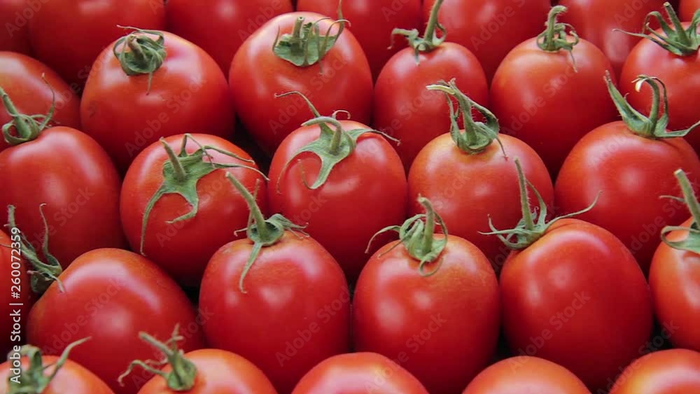 tomato harvest. many tomatoes. tomatoes for food background tomato harvest. many tomatoes. tomatoes for food background